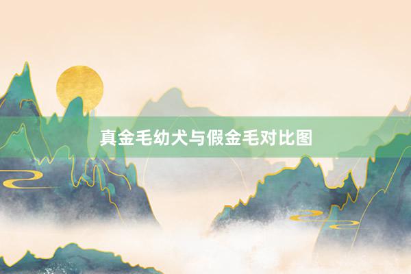 真金毛幼犬与假金毛对比图